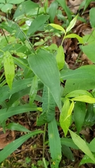 Dichanthelium latifolium