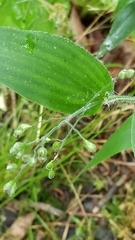 Dichanthelium latifolium