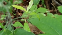 Dichanthelium latifolium