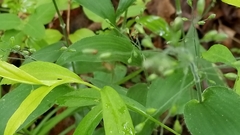 Dichanthelium latifolium