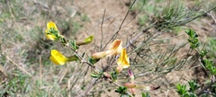 Chamaecytisus ruthenicus