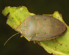 Coleotichus excellens