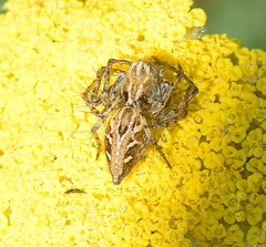 Oxyopes heterophthalmus