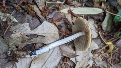 Psathyrella spadiceogrisea
