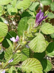 Salvia viridis