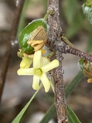 Pittosporum