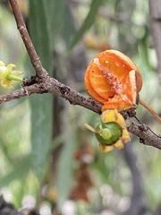 Pittosporum