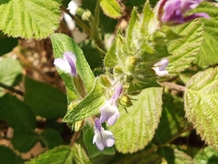 Salvia viridis