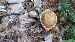 Psathyrella spadiceogrisea