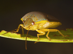 Coleotichus excellens