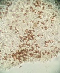 Psathyrella spadiceogrisea