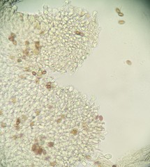 Psathyrella spadiceogrisea