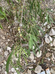 Pittosporum