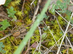 Alopecosa albofasciata
