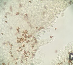 Psathyrella spadiceogrisea