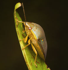 Coleotichus excellens