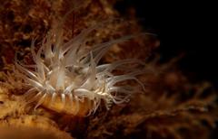 Anthothoe albocincta