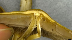 Psathyrella spadiceogrisea