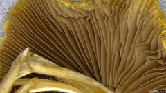 Psathyrella spadiceogrisea
