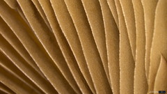 Psathyrella spadiceogrisea