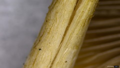 Psathyrella spadiceogrisea