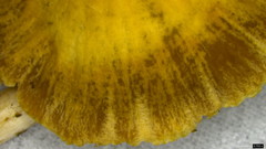 Psathyrella spadiceogrisea