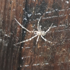 Nesticidae