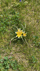 Tulipa urumiensis