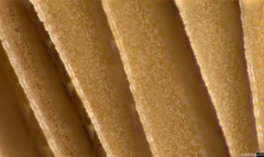 Psathyrella spadiceogrisea