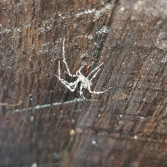 Nesticidae