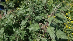 Urtica pilulifera