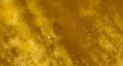 Psathyrella spadiceogrisea