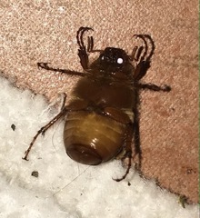 Holochelus