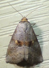 Hyperstrotia flaviguttata