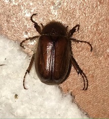Holochelus