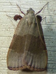 Basacallis tarachodes