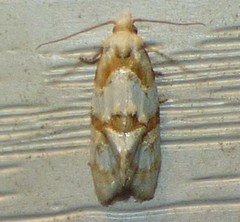 Aethes ringsi