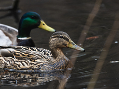 Anas platyrhynchos