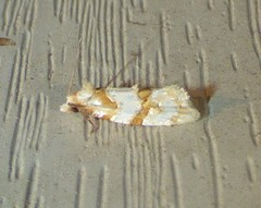Aethes ringsi