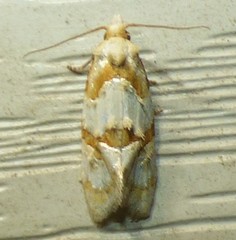 Aethes ringsi