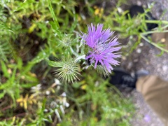 Oxythyrea funesta