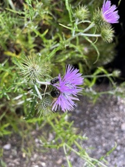 Oxythyrea funesta