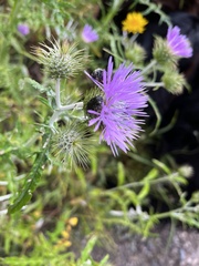 Oxythyrea funesta