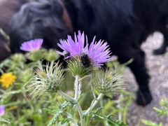 Oxythyrea funesta