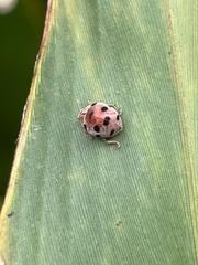 Epilachna maculicollis