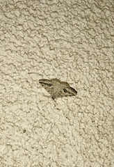 Frederickia s-signata