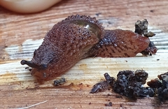 Stanisicarion aquila