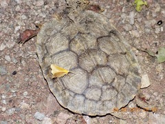 Rhinoclemmys pulcherrima rogerbarbouri