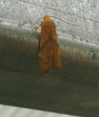 Blastobasis decolorella