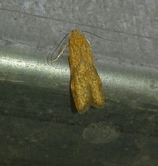 Blastobasis decolorella